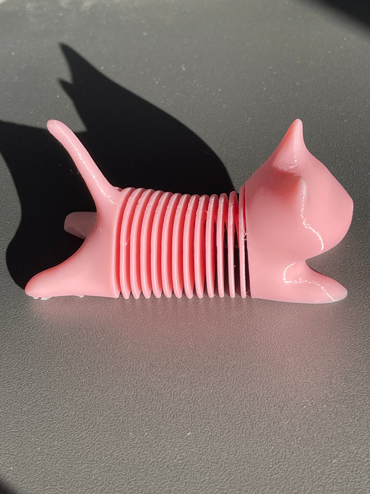 Spring Cat